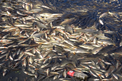Endişelendiren balık ölümleri!