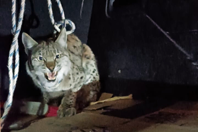 Nesli tehlike altında! Vatandaşlar buldu