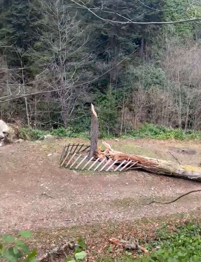 Fırtına yüzlerce yıllık ağacı devirdi-Bursa Hayat Gazetesi-2