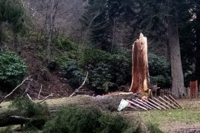 Fırtına yüzlerce yıllık ağacı devirdi