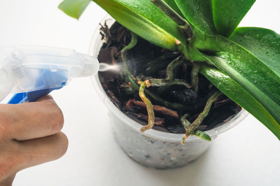 Orkide bakımı nasıl olmalı? İşte ipuçları...