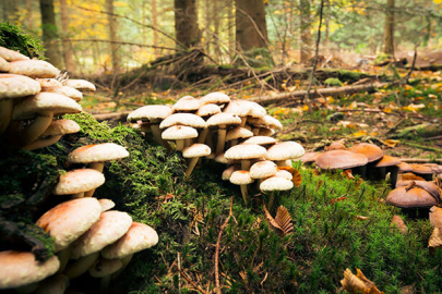 Mantar zehirlenmeleri arttı: İşte belirtileri!