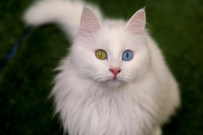 Türkiye'nin en eski kedi ırklarından biri: Van Kedisi