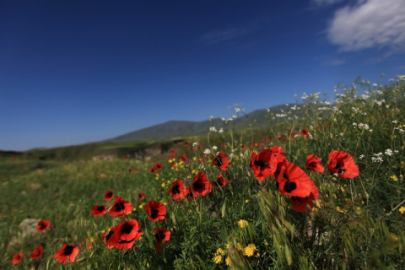 Türkiye'de kaç çeşit bitki türü var?
