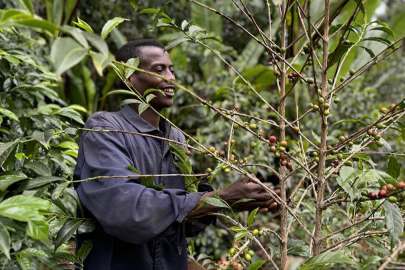 Kahvenin zorlu yolculuğu!