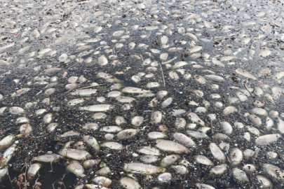 Endişelendiren balık ölümleri! İnceleme başlatıldı