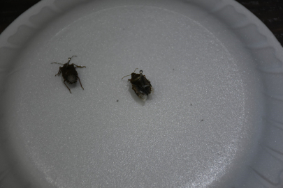 Tarımsal alanlarda önemli ürün kayıplarına neden oluyor! Acil toplandılar