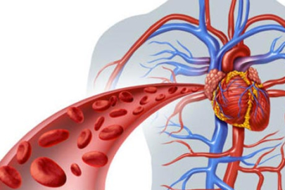 Kan dolaşımına iyi gelen bitkiler hangileridir?