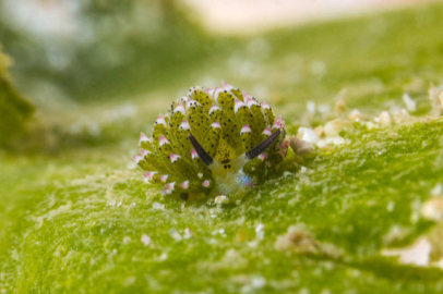 Deniz koyunu neyle beslenir, hangi denizde yaşar?