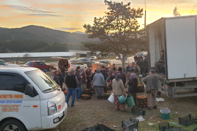 Bursa haber: Kilosu düştü, Uludağ'ın eteklerinden fışkırıyor!