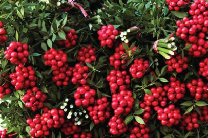 Kokina ne anlama geliyor? Kokina bakımı nasıl yapılır?