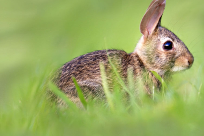 Rüyada tavşan görmek ne demek?