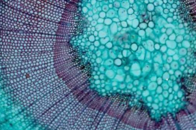 Biyoloji hakkında sunum nasıl yapılır?