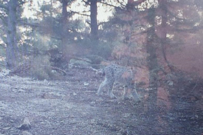 Nesli tehlike altında! Fotokapana takıldı