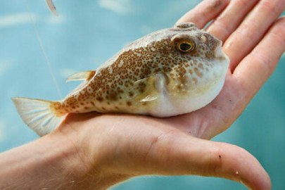 Balon Balığı: Zehirli istilacı balık