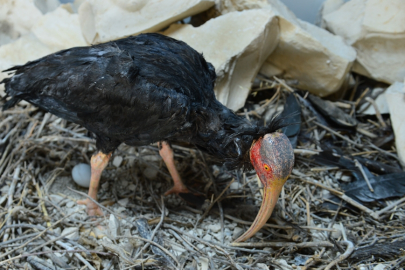 Nesli tehlike altındaki hayvanların önemi nedir?