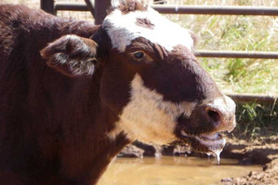 Şap hastalığı: Tanımı, belirtileri ve tedavi yöntemleri