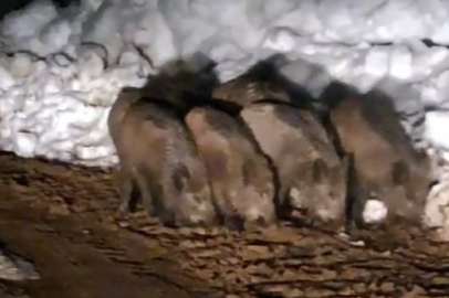 Bitlis haber: Yemek arayan domuz sürüsü yolda görüntülendi