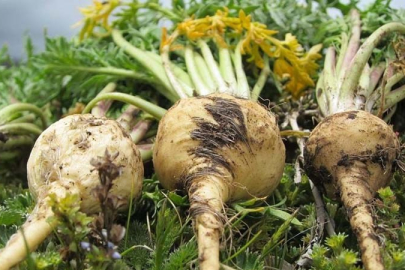 Maca nedir, nerede yetişir? Macanın faydaları neler?