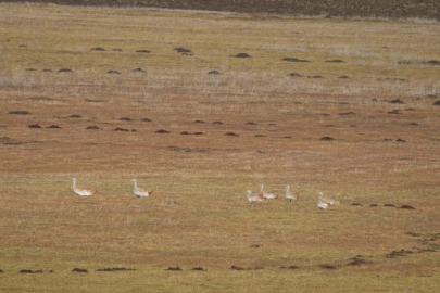 Muş'ta görüntülenen 34 toy kuşu kayıt altına alındı