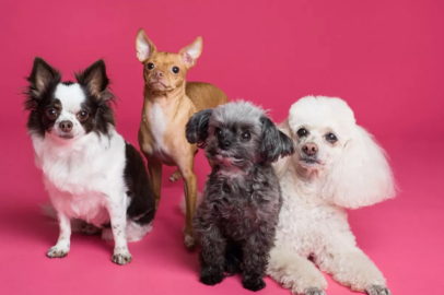 Küçük köpekler büyük köpeklerden daha fazla yaşıyor