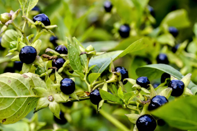 Güzel avrat otu nedir, nerelerde kullanılır?