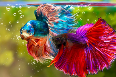 Beta balığı alacaklar dikkat!