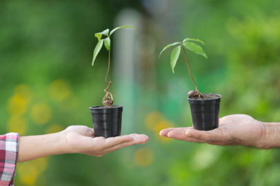 Bitki yetiştirmenin önemi nedir? Bitkilerin hızlı büyümesi için ne yapılmalı?