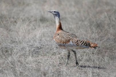 Türkiye'nin en büyük kuş türü: Toy Kuşu