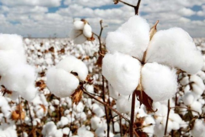 Pamuk ipliği nasıl yapılır?