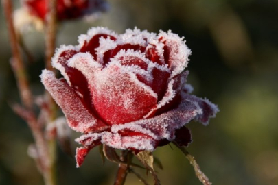 Zirai don nedir? Zirai don nasıl oluşur?