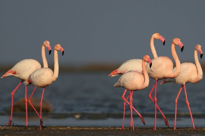 Türkiye'nin en önemli sulak alanlarından: Seyfe Gölü
