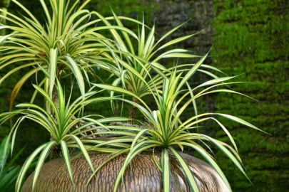 Kurdele çiçeği bakımı nasıl yapılır?