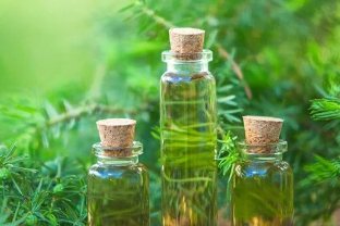 Çay Ağacı yağının faydaları neler? Çay Ağacı yağı nedir?