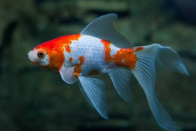 Japon balıklarının özellikleri nelerdir?