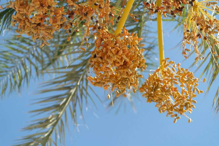 Ramazan ayının vazgeçilmezi: Hurma -Bursa Hayat Gazetesi-2