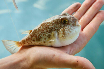 Balon Balığı: Tehlikeli bir güzellik
