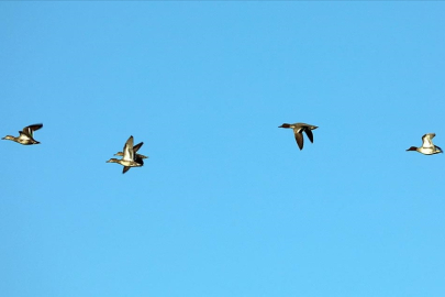 Erhacı Sulak Alanı kuş cennetine dönüşüyor