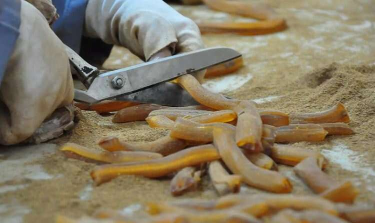 41 çeşit baharat ve şifalı ottan yapılan macun: Mesir Macunu -Bursa Hayat Gazetesi-2