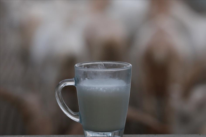 İnek sütü üretimi artıyor