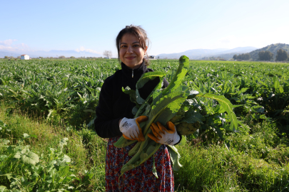 Tarlada 20, tabakta 400 lira!