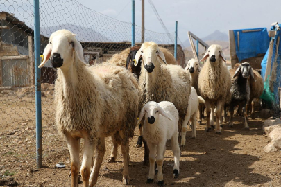 Depremden etkilenen besicilerin ilk kuzuları dünyaya geldi