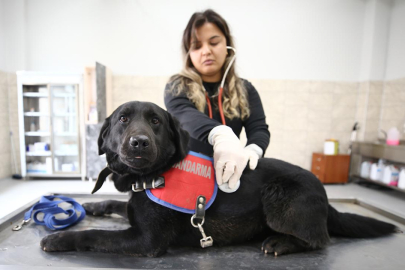 Kahraman köpeklerin sağlığı Bingöl Üniversitesi'nde emanet