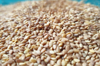 Türk susamı dünyayı fethetmeye devam ediyor