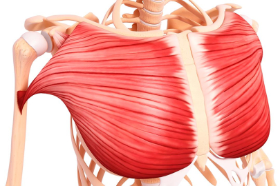 İskelet kas kütlenize gereken önemi veriyor musunuz?