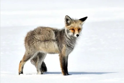 Kars ve Ardahan'da soğuk hava etkisini artırdı!