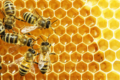 Arı yetiştiriciliği: Bal ve diğer ürünler için doğal bir mucize