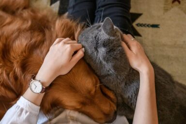 Evcil hayvanların insan sağlığına katkıları: Psikolojik ve fizyolojik etkileri