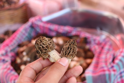 Tazesi bin 500-2000 TL, kurusu 8 -10 bin TL'den satışa sunuldu