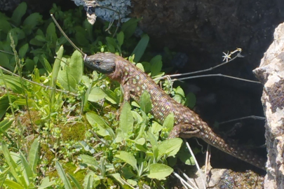 Nesli tükenme tehlikesi altında! Hakkari’de görüntülendi